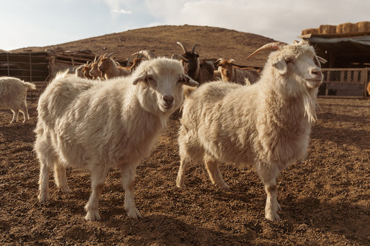 Why Mongolian Herders Hand Comb Cashmere and Not Shear