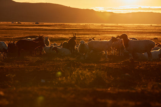 Genuine Mongolian Cashmere