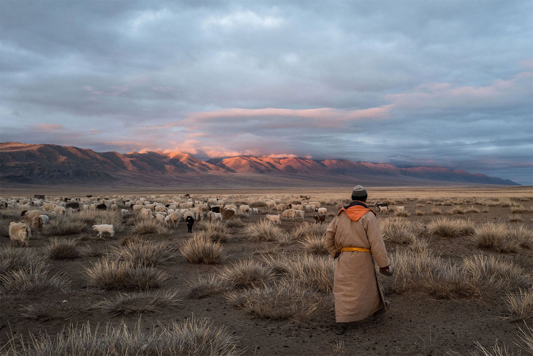 Why Cashmere Is So Important to Mongolia