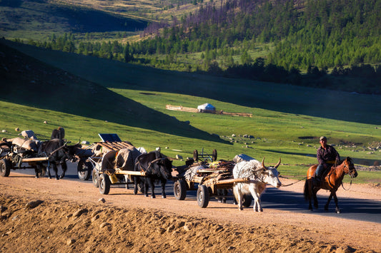 A Nomadic Lifestyle: The Natural Coexistence of Herder & Animal